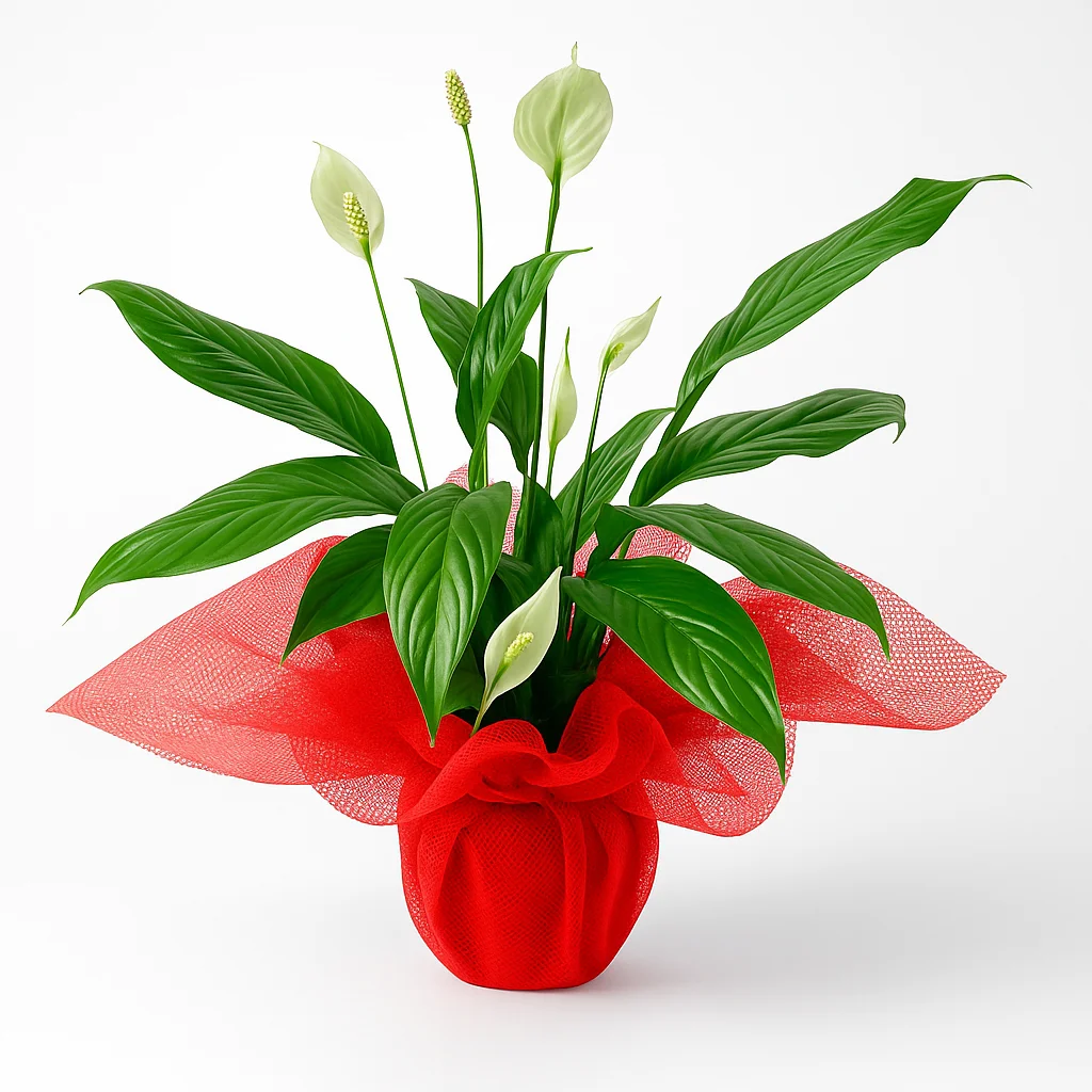 Saksı Barış Çiçeği