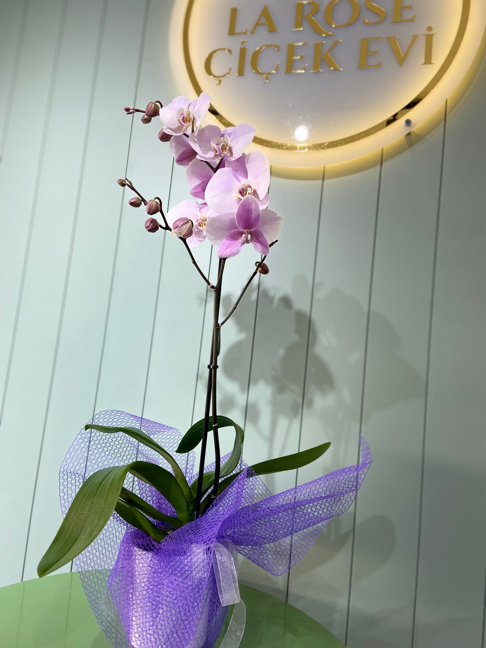 Tek Dal Orkide -Lila