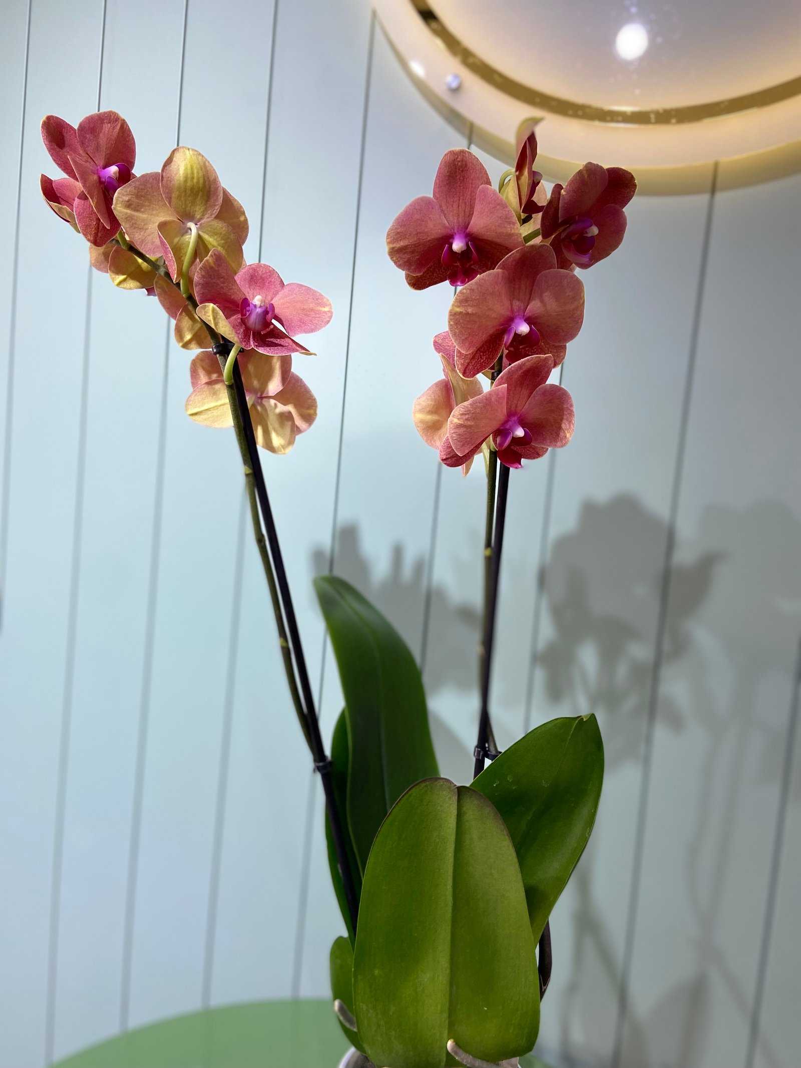 Çift Dal Orkide - Turuncu 