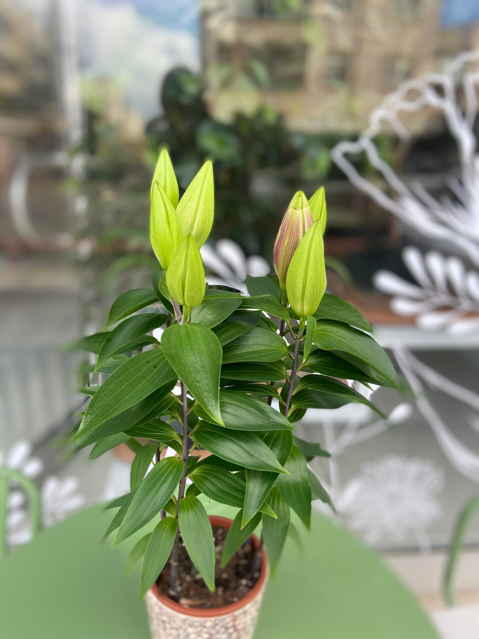 Zambak saksı çiçeği 