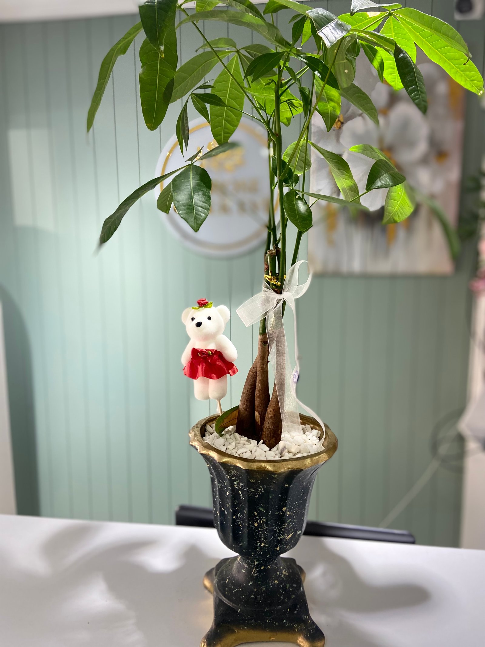 Ayıcıklı Dolar çiçeği 