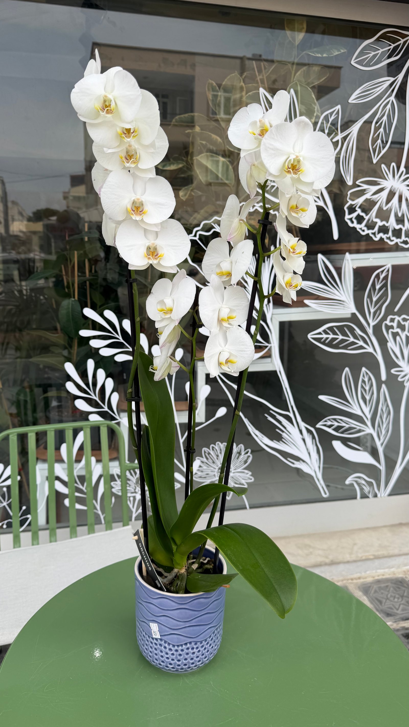 🌸 3 Dal Orkide – Zarafetin En Şık Hali 🌸