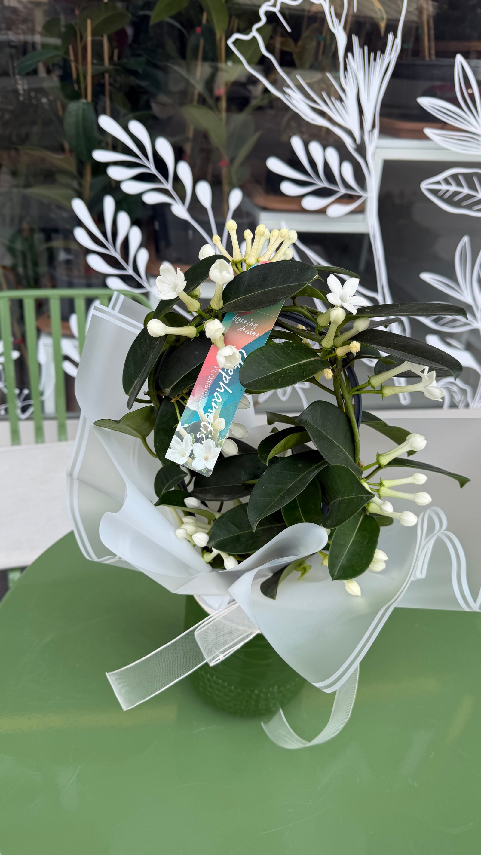 Stephanotis (Madagaskar Yasemini) Seramik Saksıda Canlı Çiçek Aranjmanı